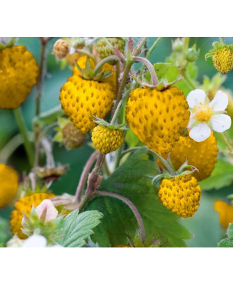 Fresa de bosque amarilla