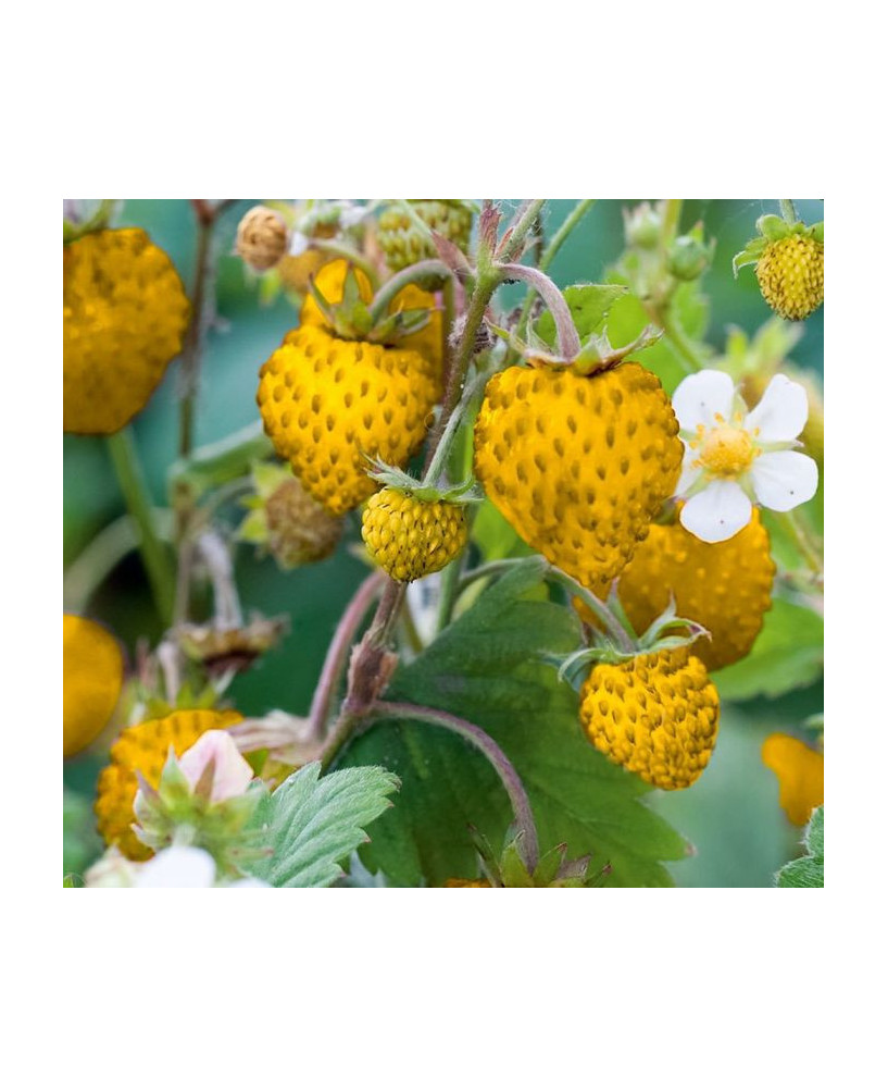 Fresa de bosque amarilla