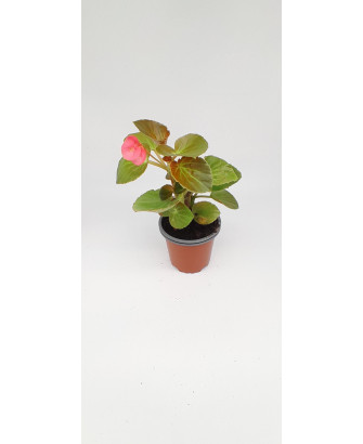 Begonia rosa hoja roja