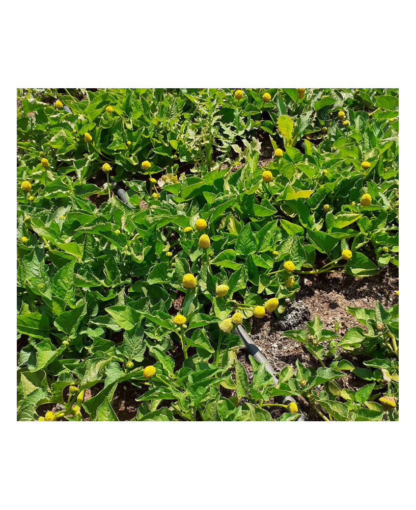 Flor eléctrica amarilla