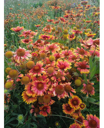 Flor Gaillarda mezcla colores