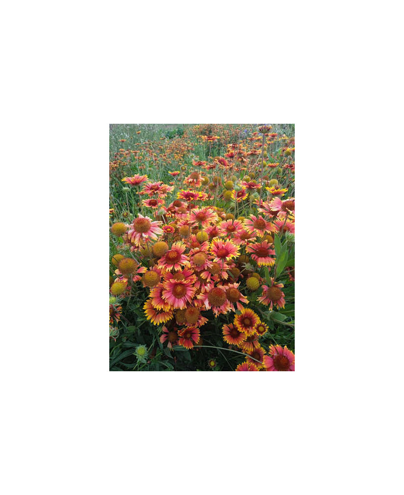 Flor Gaillarda mezcla colores