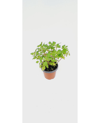 Bidens flor blanca