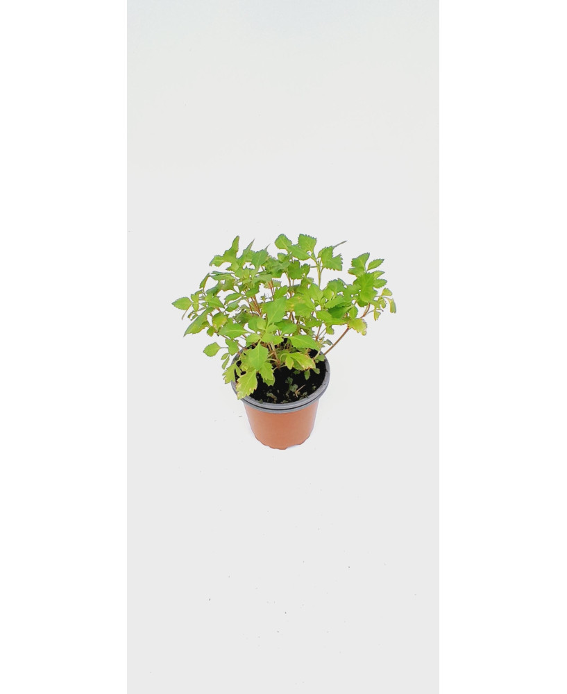 Bidens flor blanca