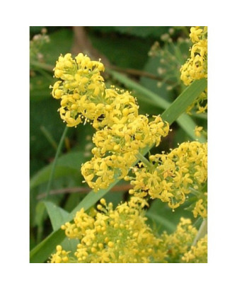 Galio