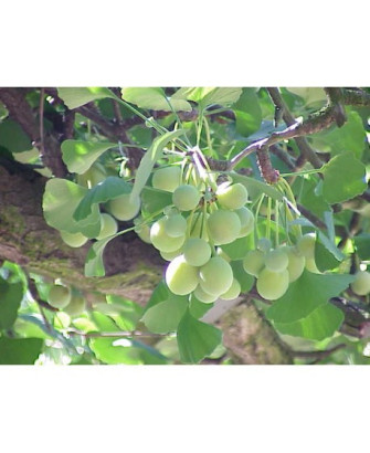 Ginkgo Biloba macho