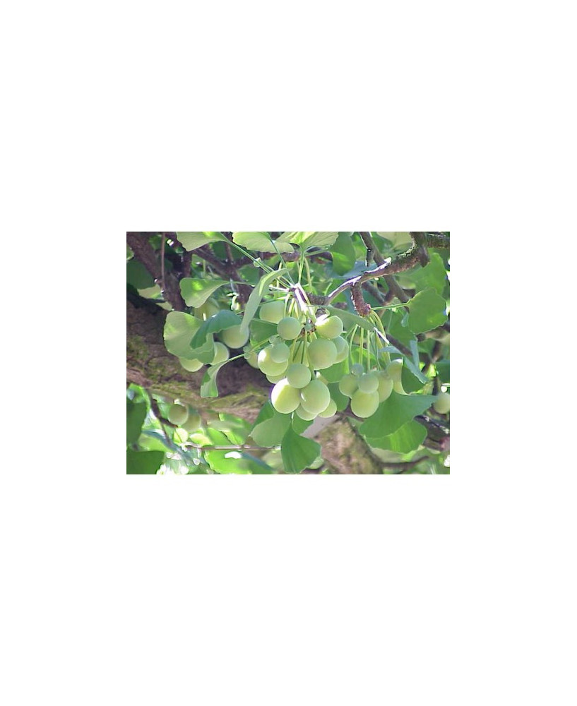 Ginkgo Biloba macho