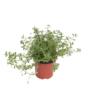 Brahmi
