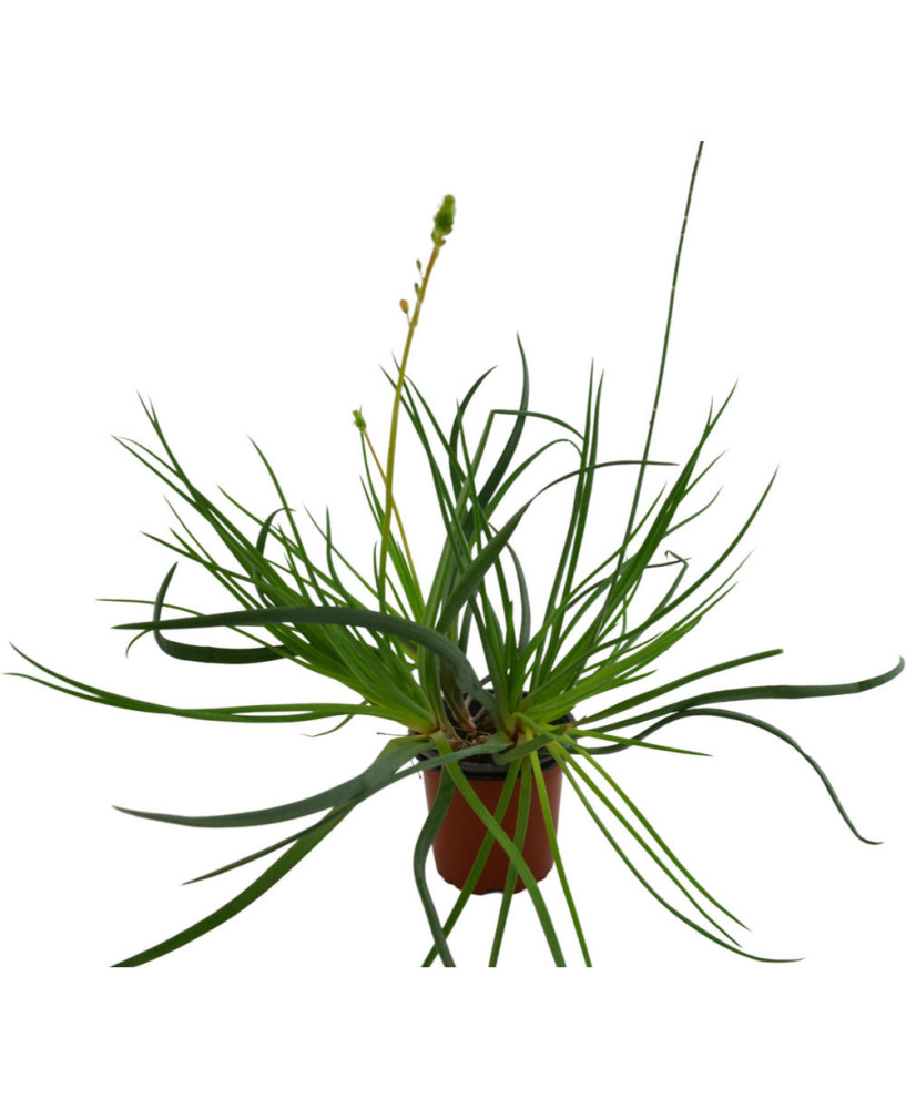 Bulbine frutescens