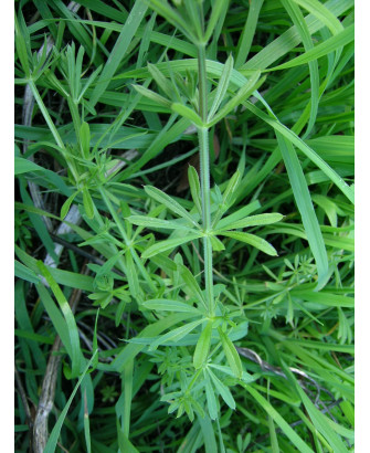 Galio aparine