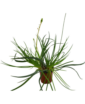 Bulbine frutescens