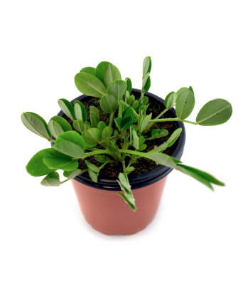 Cacahuete