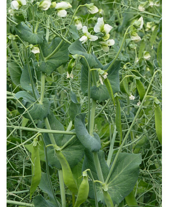 Guisante Planta Baja Rondo