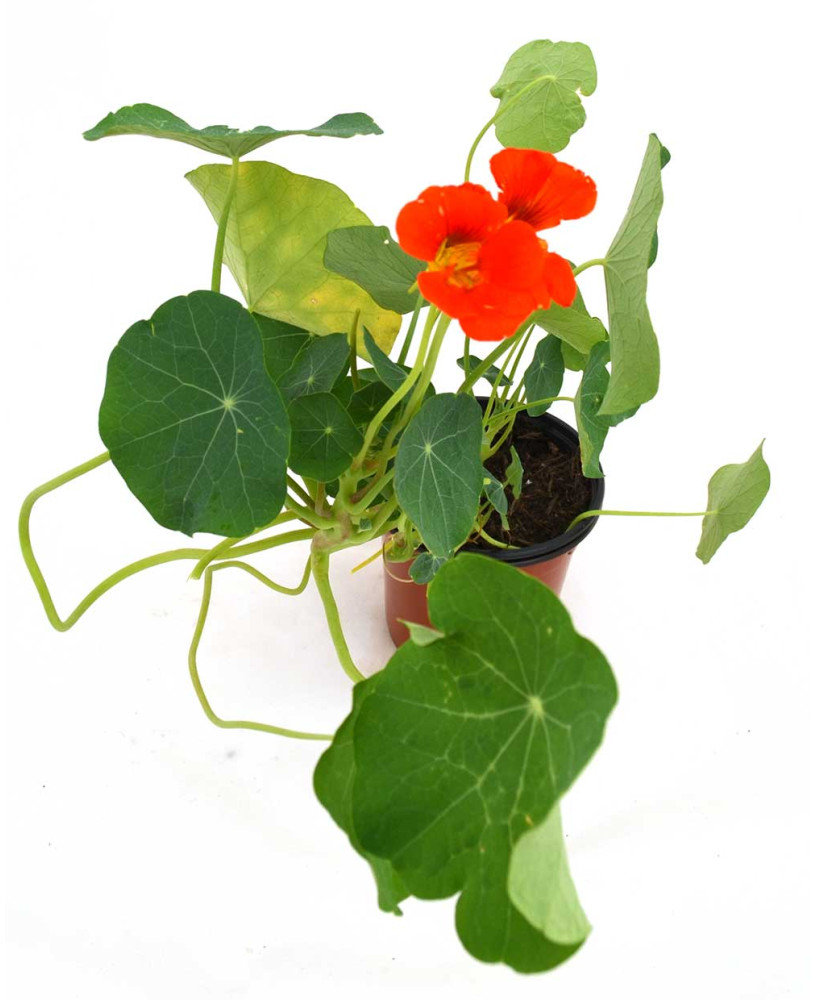 Capuchina