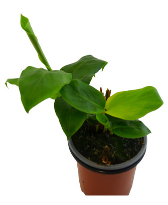 Cardamomo