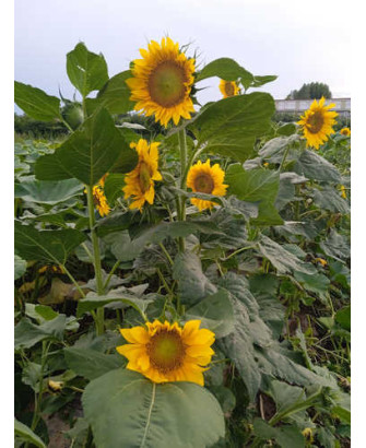 Girasol pipa pequeña Negra
