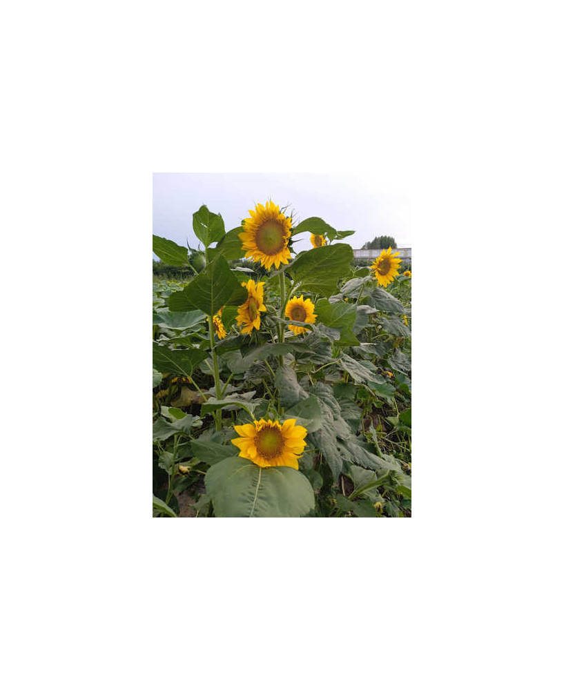 Girasol pipa pequeña Negra