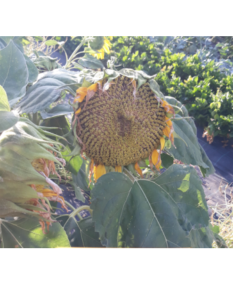 Girasol pipa pequeña Rallada