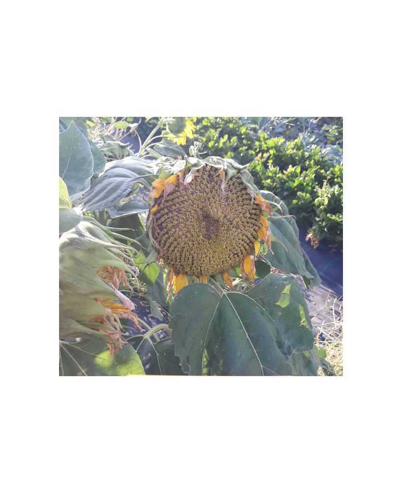 Girasol pipa pequeña Rallada