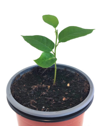 Chirimoya