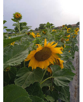 Girasol pipa oscura Grande