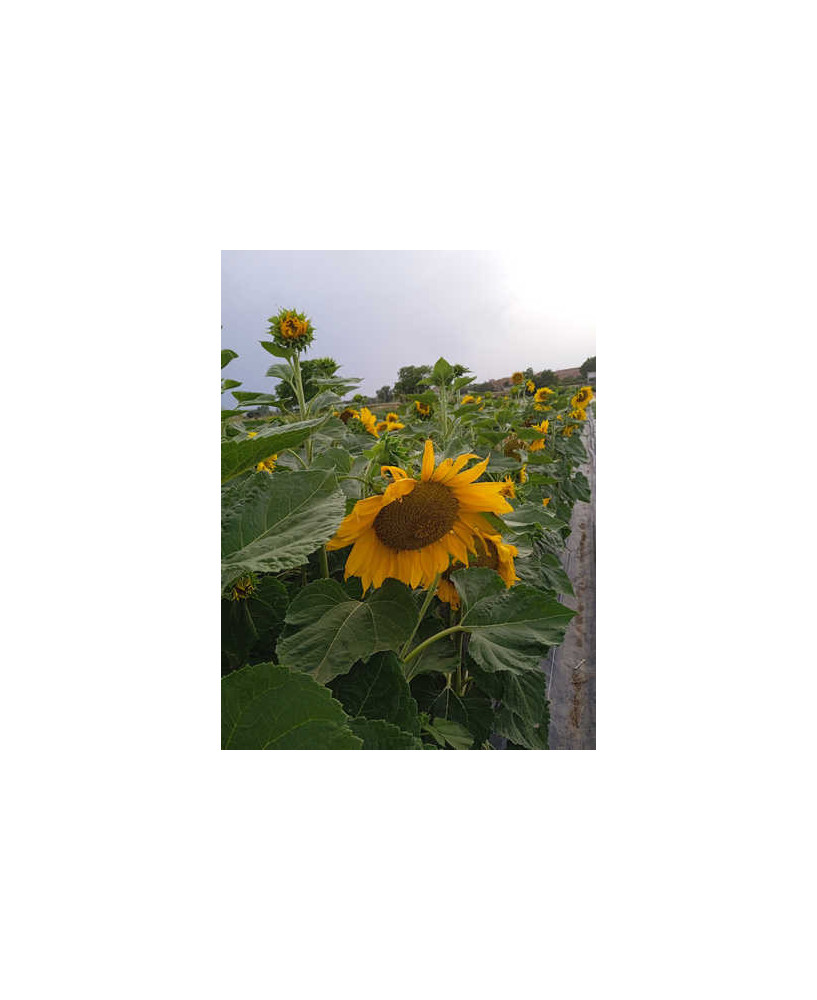Girasol pipa oscura Grande