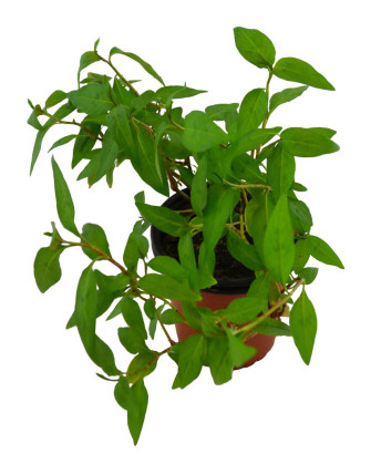 Cilantro vietnamita