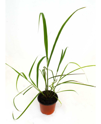 Citronela