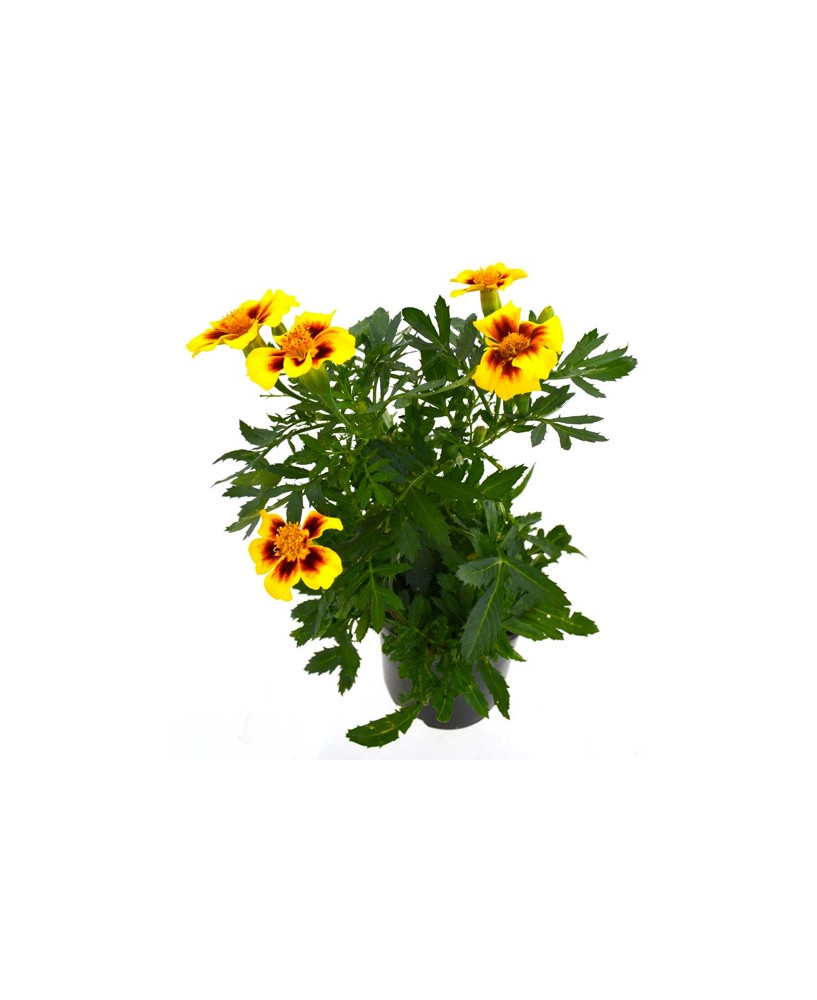 Clavel de indias pequeño rojo