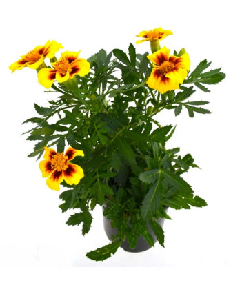 Clavel de indias pequeño rojo
