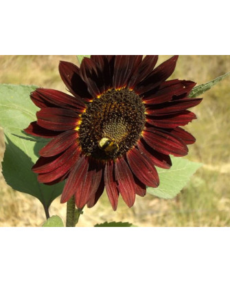 Girasol de jardín flor purpura