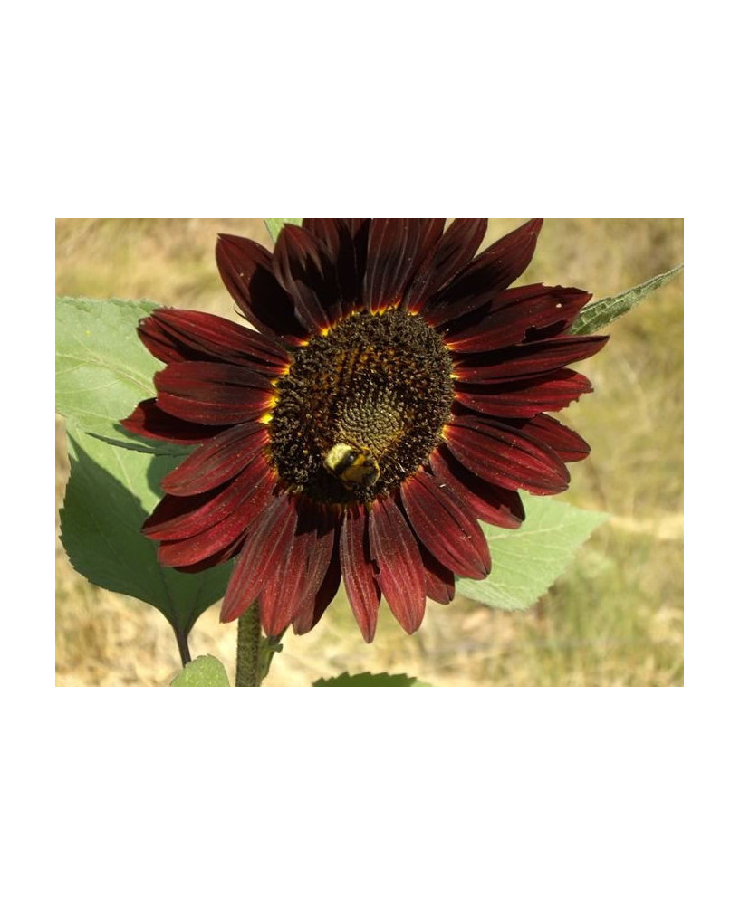 Girasol de jardín flor purpura