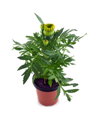 Clavel de indias amarillo