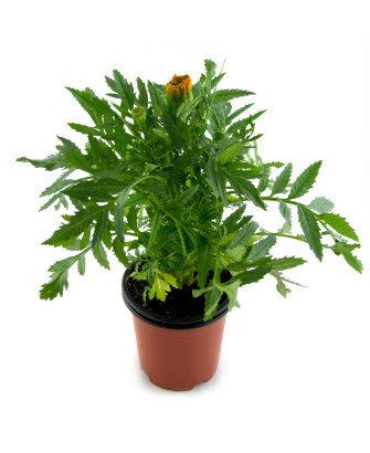 Clavel de indias naranja