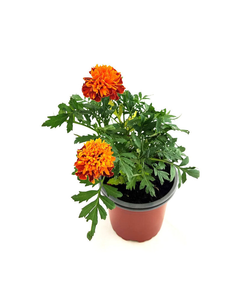 Clavel indias pequeño naranja