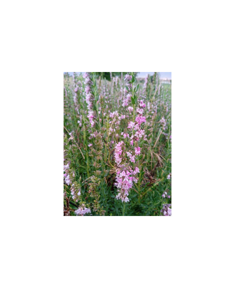 Hisopo flor rosa