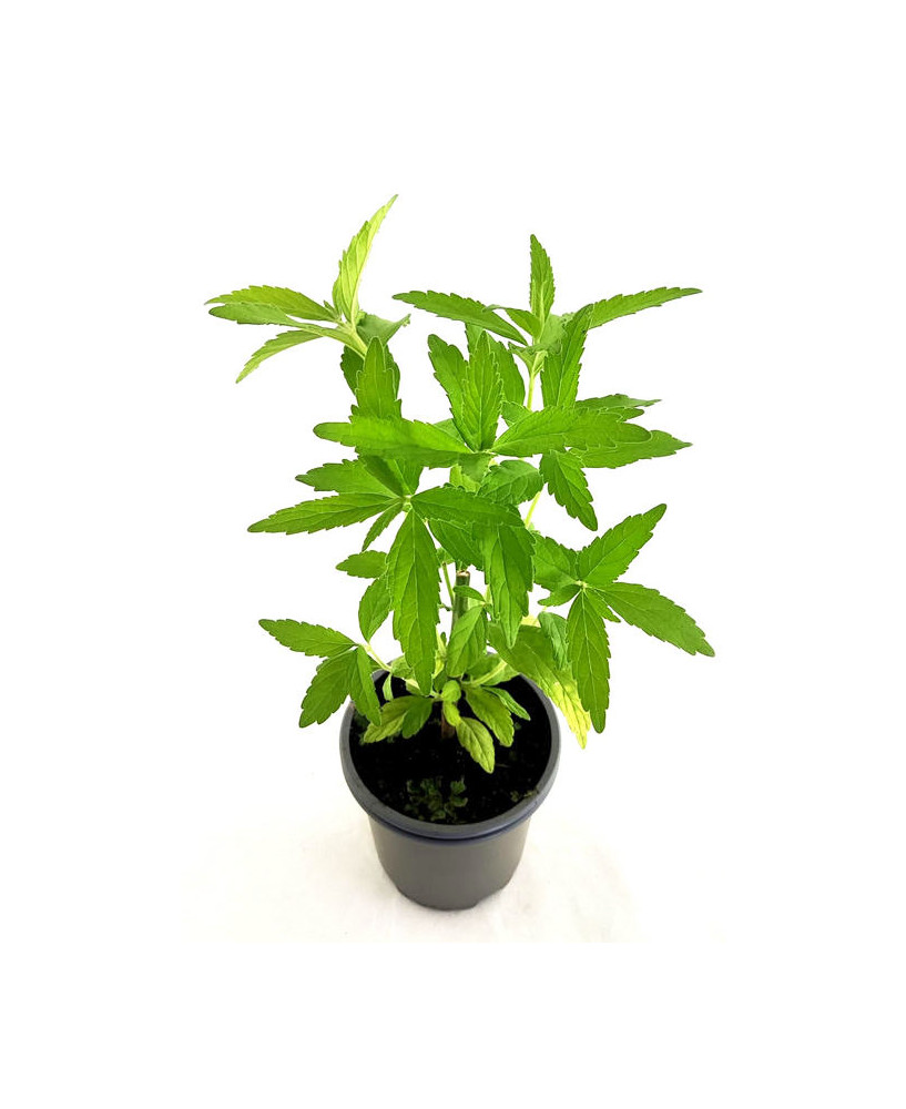 Cola de león leonorus