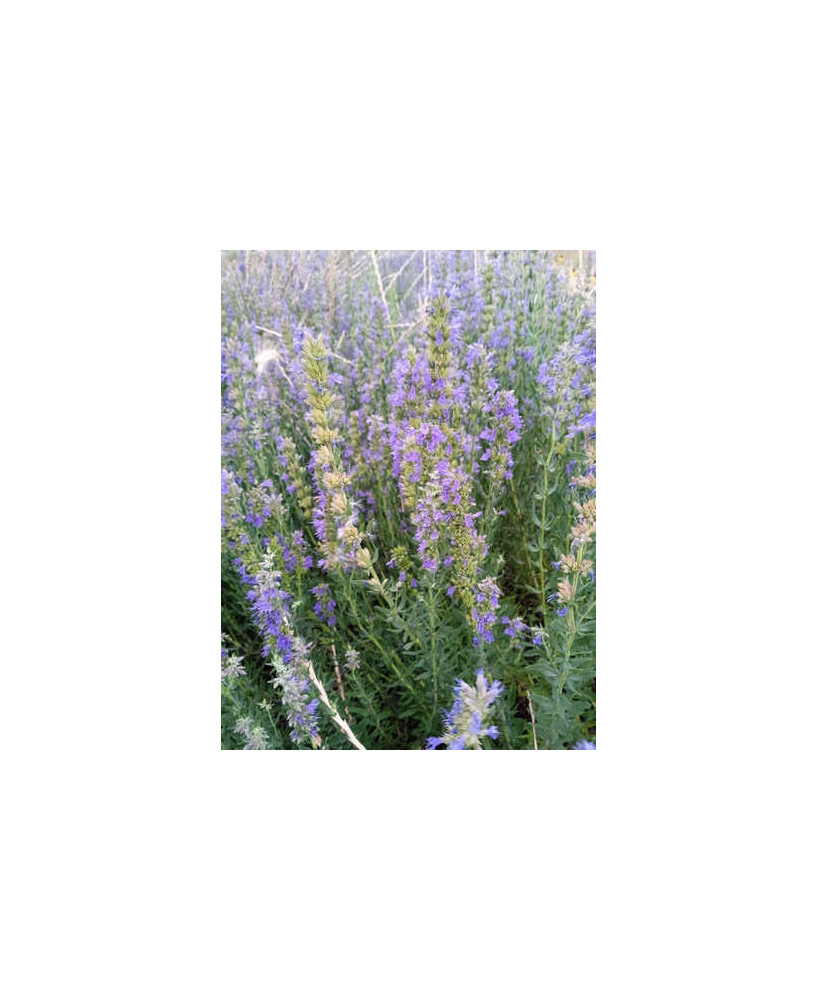 Hisopo flor azul