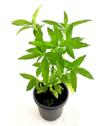 Cola de león leonorus