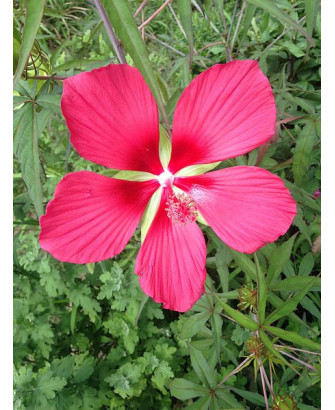 Hibisco flor roja