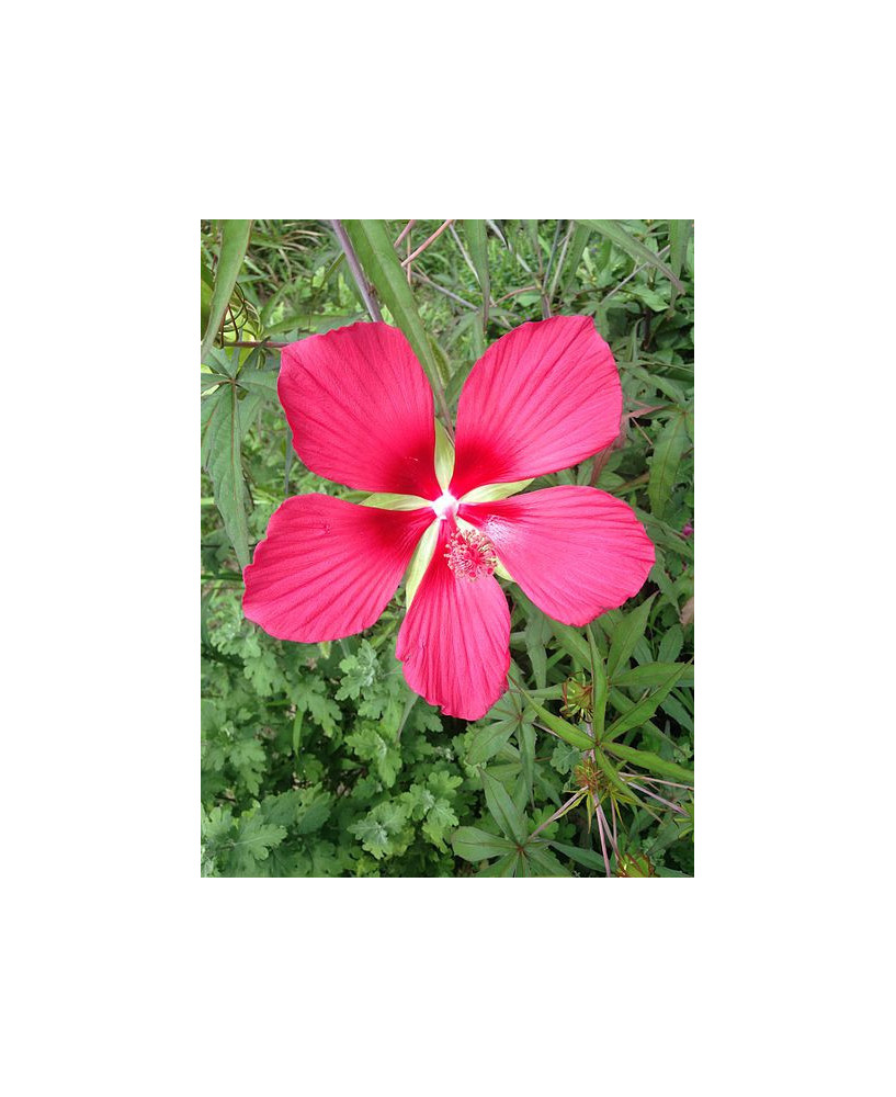 Hibisco flor roja