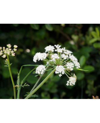 Heracleum sphondylium