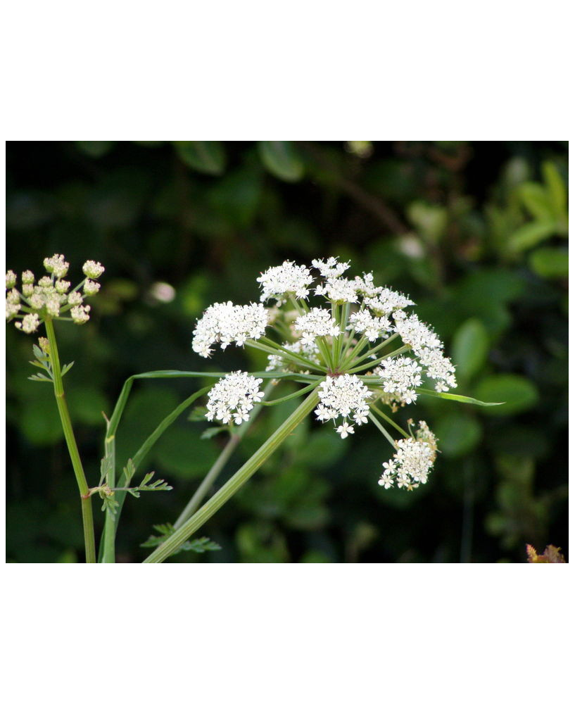 Heracleum sphondylium