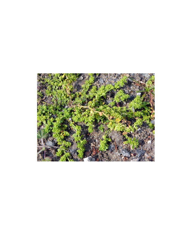 Herniaria