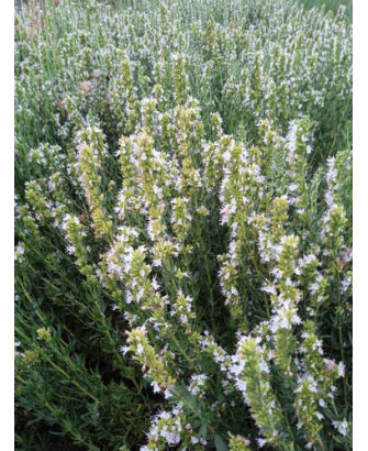 Hisopo flor blanca