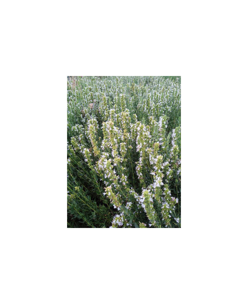 Hisopo flor blanca