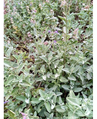 Nepeta caterina Mussinii