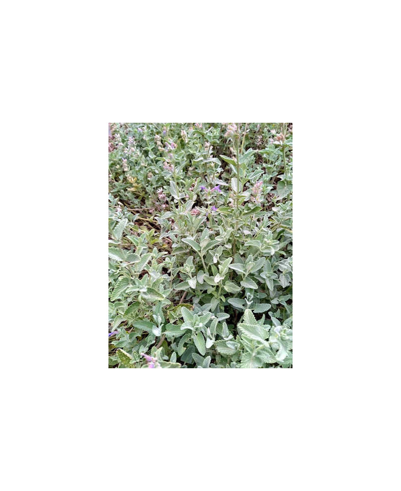 Nepeta caterina Mussinii