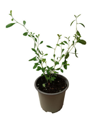 Damiana hoja pequeña