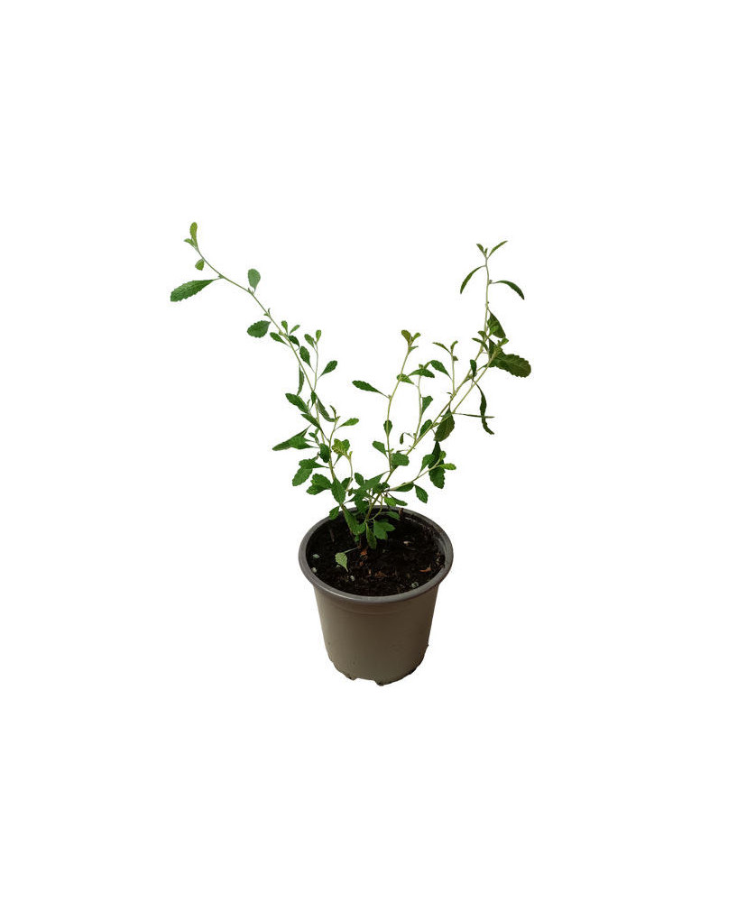 Damiana hoja pequeña